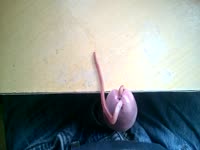 Sick homemade insertion footage depicts worms crawling out of guys dick after insertion
